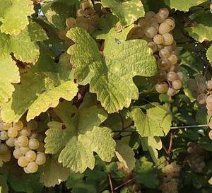 raisins-savagnin