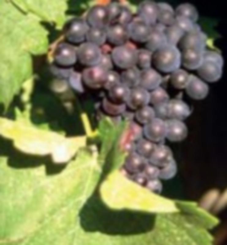 raisins-pinot-noir