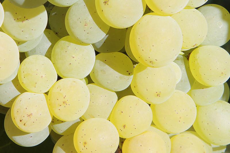 raisins-savagnin (2)