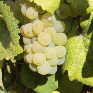 raisins-savagnin (4)