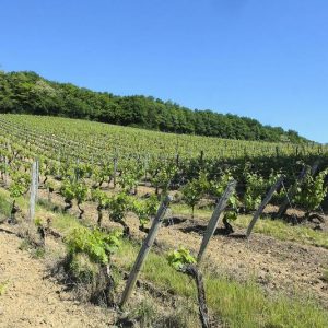 vignes-paradis2